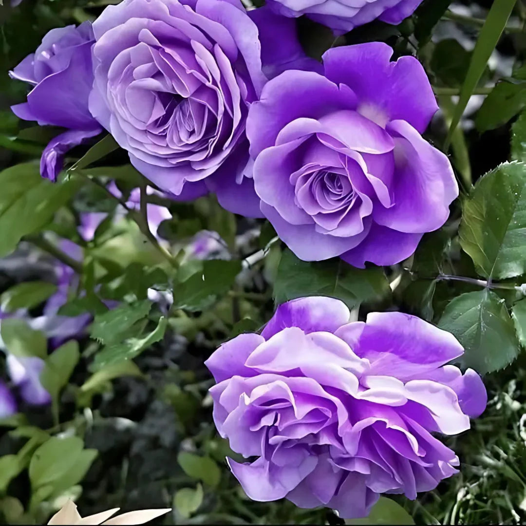🌹 Elegant Climbing Rose Flower Seeds 🌿