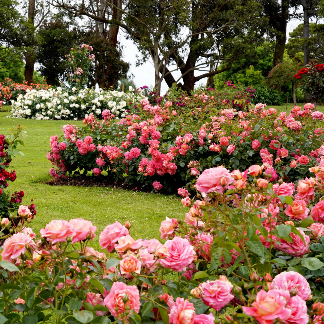 🌹 Elegant Climbing Rose Flower Seeds 🌿