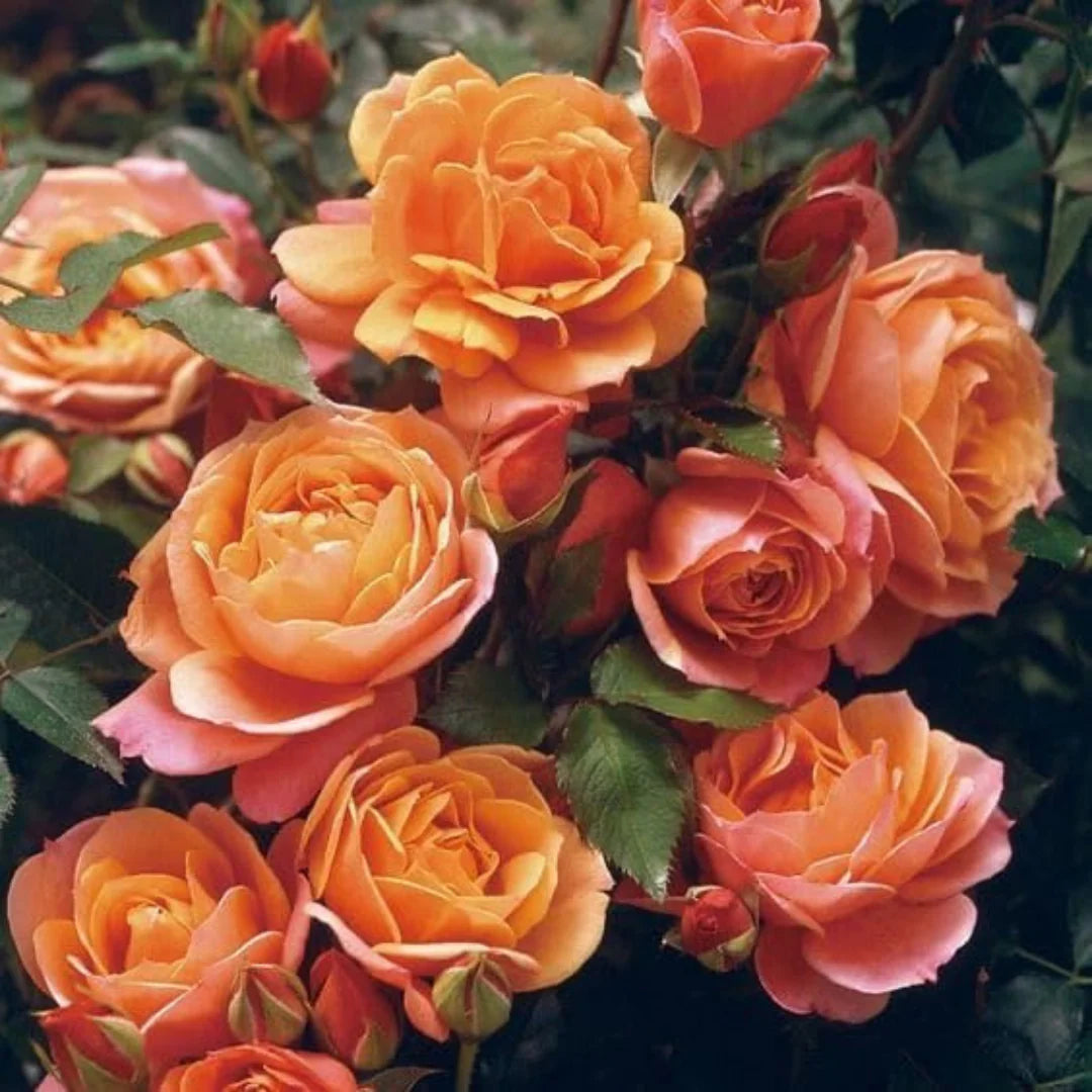🌹 Elegant Climbing Rose Flower Seeds 🌿