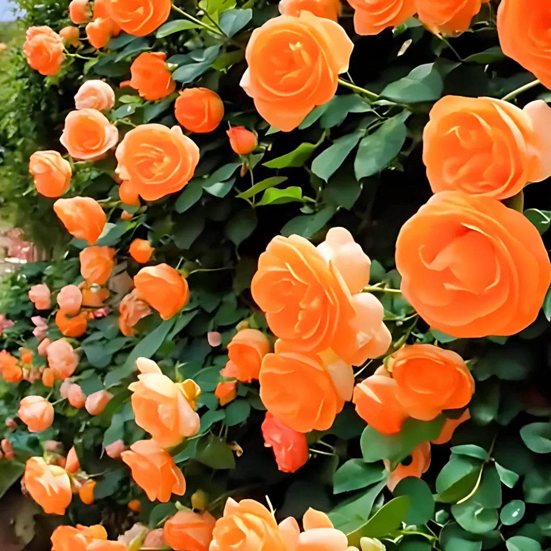 🌹 Elegant Climbing Rose Flower Seeds 🌿