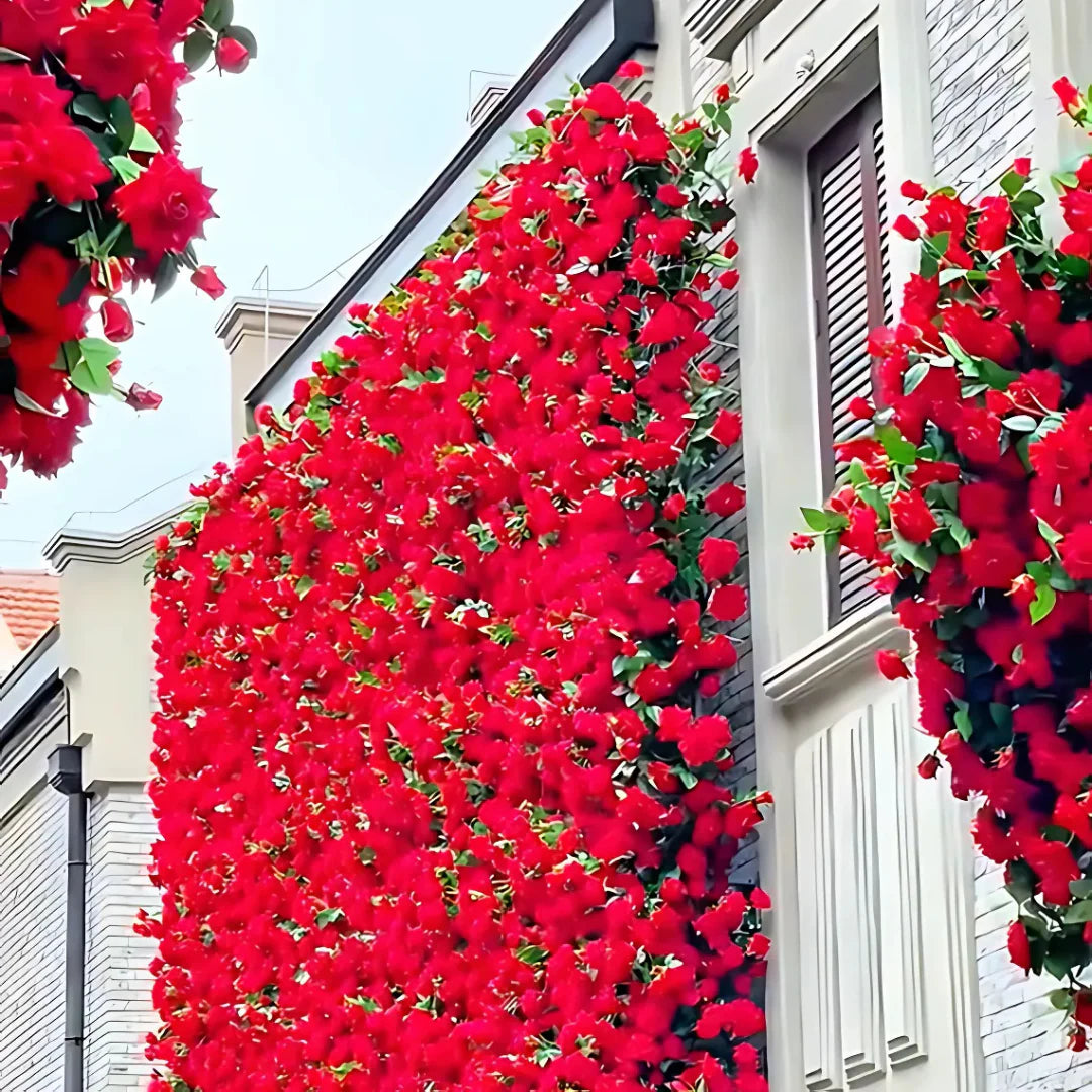 🌹 Elegant Climbing Rose Flower Seeds 🌿