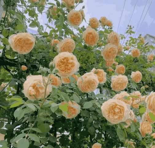 🌹 Elegant Climbing Rose Flower Seeds 🌿