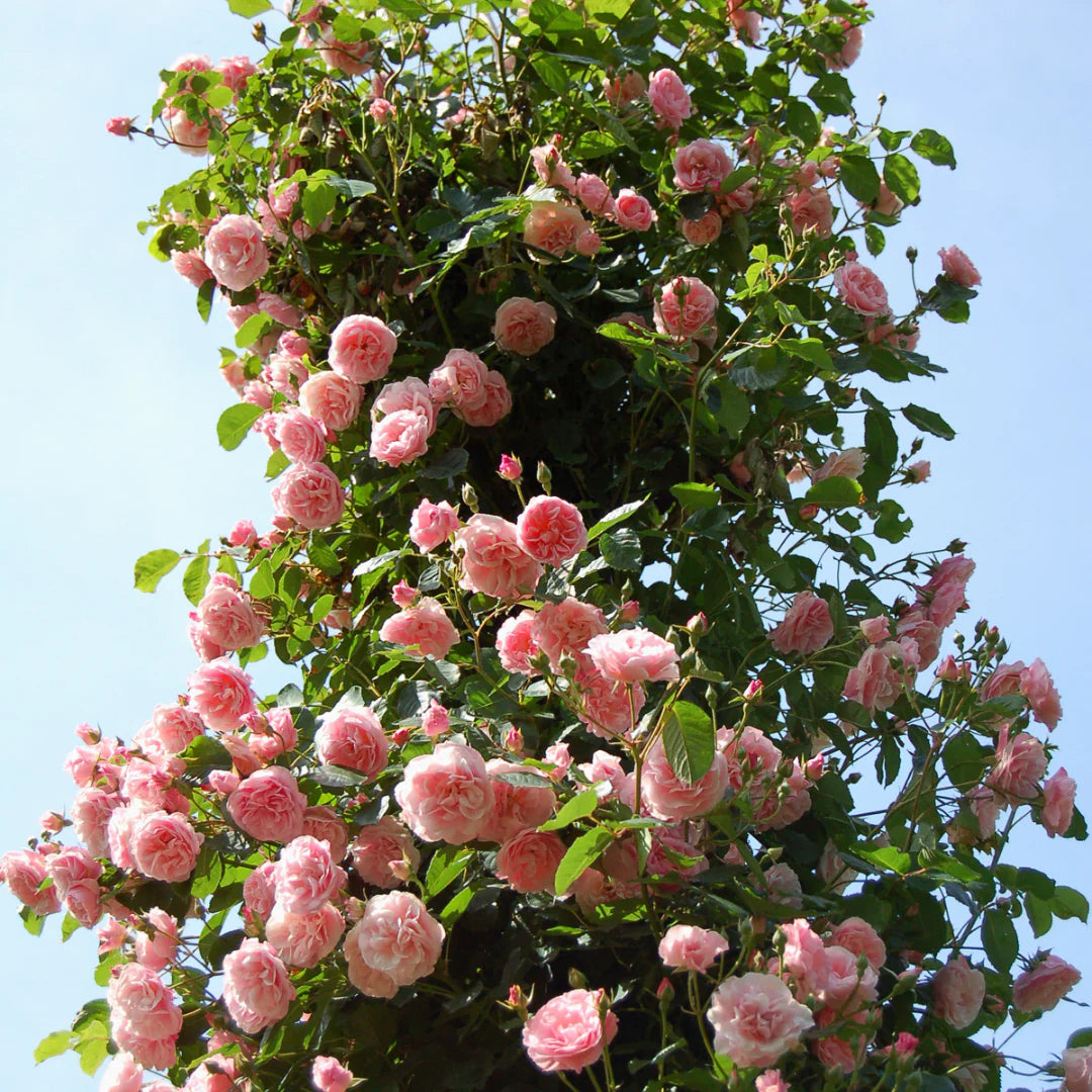 🌹 Elegant Climbing Rose Flower Seeds 🌿