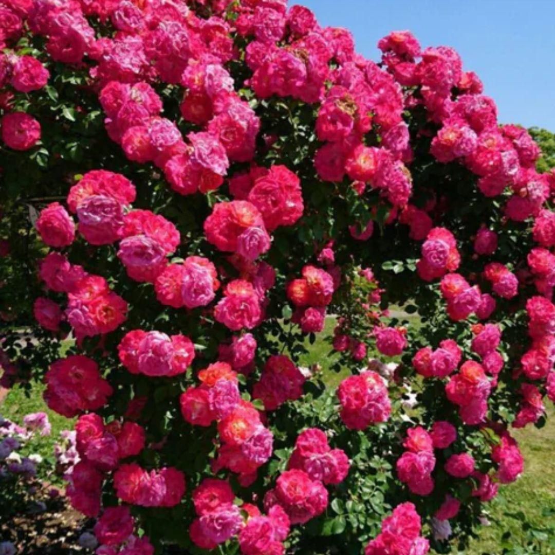 🌹 Elegant Climbing Rose Flower Seeds 🌿