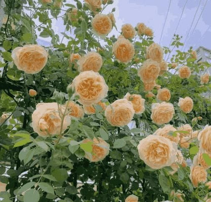 🌹 Elegant Climbing Rose Flower Seeds 🌿