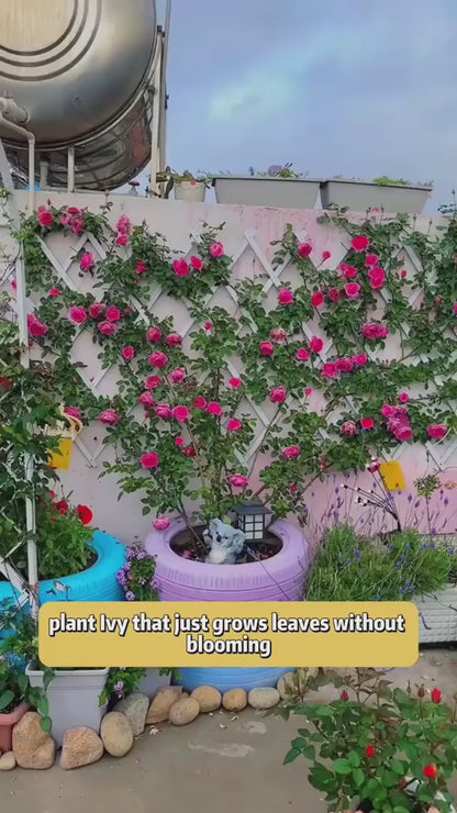 🌹 Elegant Climbing Rose Flower Seeds 🌿